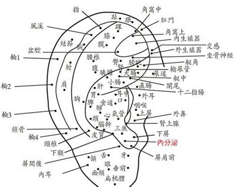 小耳朵有痣|面相：耳朵有痣算命圖解，全位置對照，看看你是哪一。